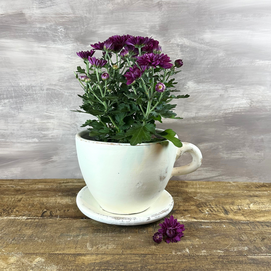 Small White Terracotta Teacup Planter with Saucer