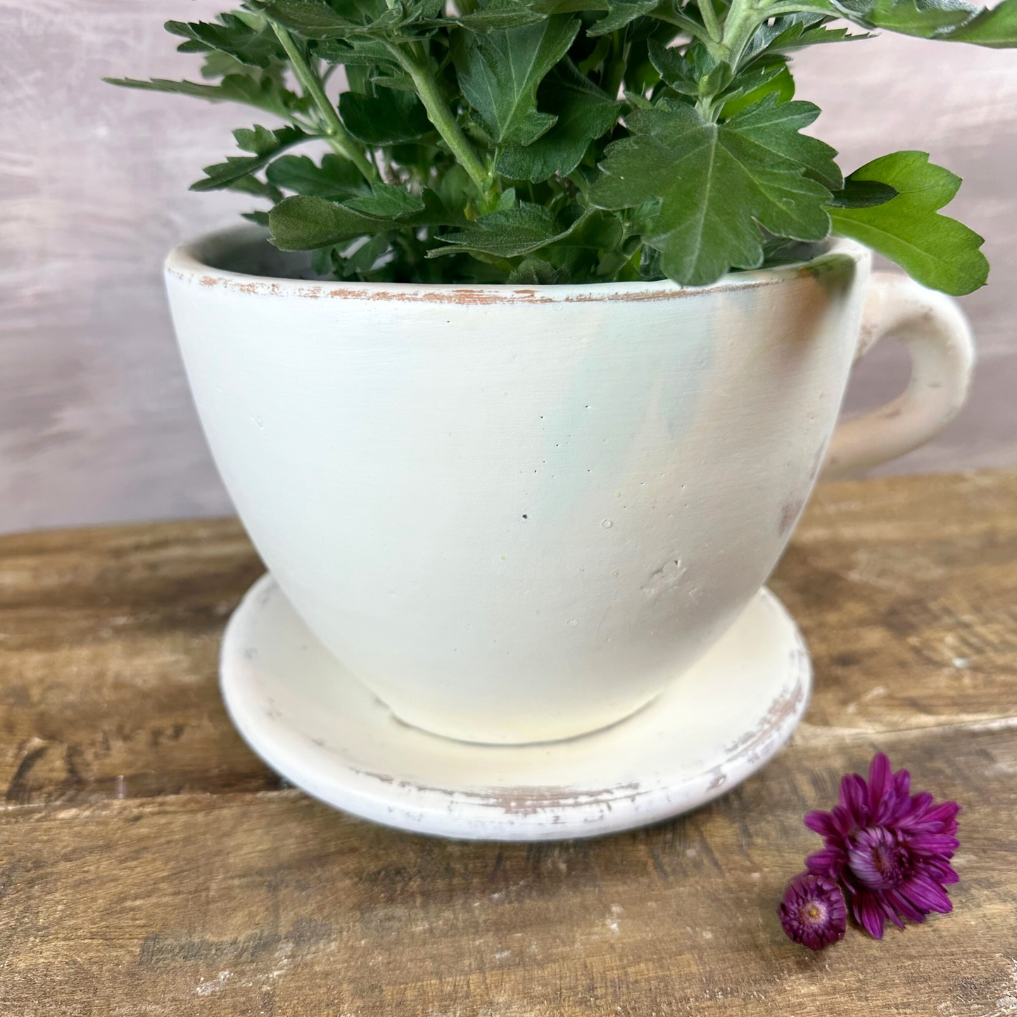 Small White Terracotta Teacup Planter with Saucer
